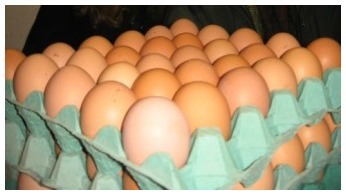 Eccles #U2013 Free Range Eggs